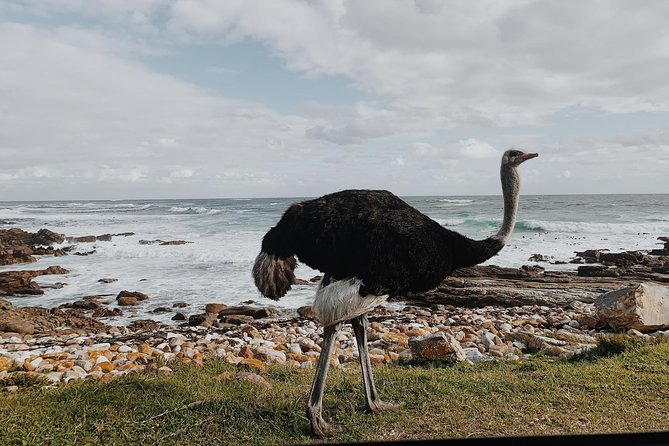 Cape Of Good Hope and Penguins Full Day Small Group Tour from Cape Town - Cape of Good Hope and Cape Point
