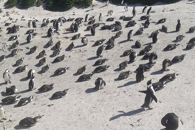 Cape of Good Hope and Penguins Full-Day Tour from Cape Town - Key points to know before you book