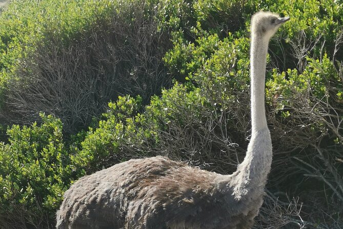 Cape of Good Hope and Penguins Full-Day Tour from Cape Town - Noordhoek Farm Village is a short refreshment pause