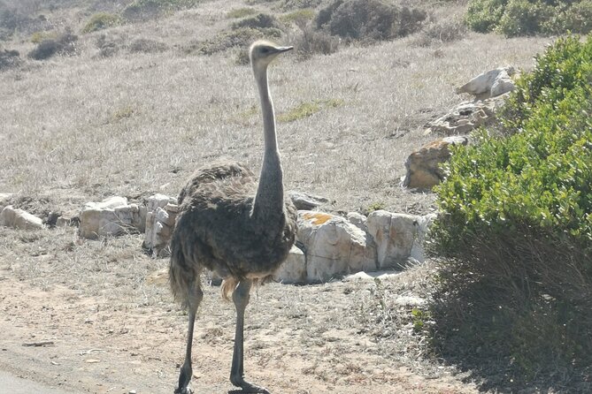Cape of Good Hope and Penguins Full-Day Tour from Cape Town - Cape Point Nature Reserve supplies the day’s biggest scenery