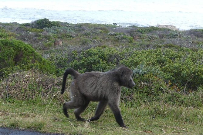 Cape of Good Hope and Penguins Full-Day Tour from Cape Town - The Cape of Good Hope is a short stop with a famous name