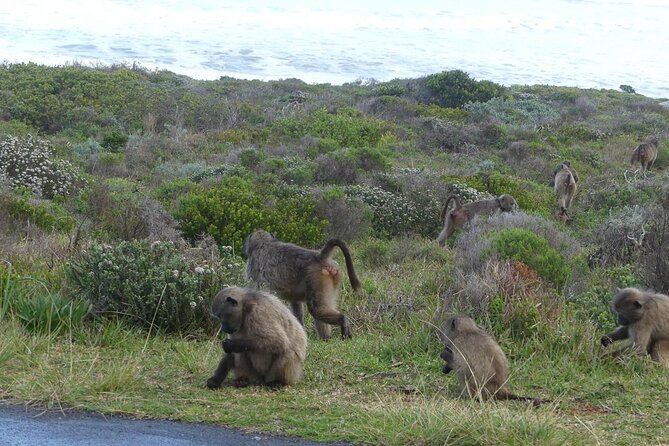 Cape of Good Hope and Penguins Full-Day Tour from Cape Town - Clifton and Camps Bay show Cape Town at its polished best