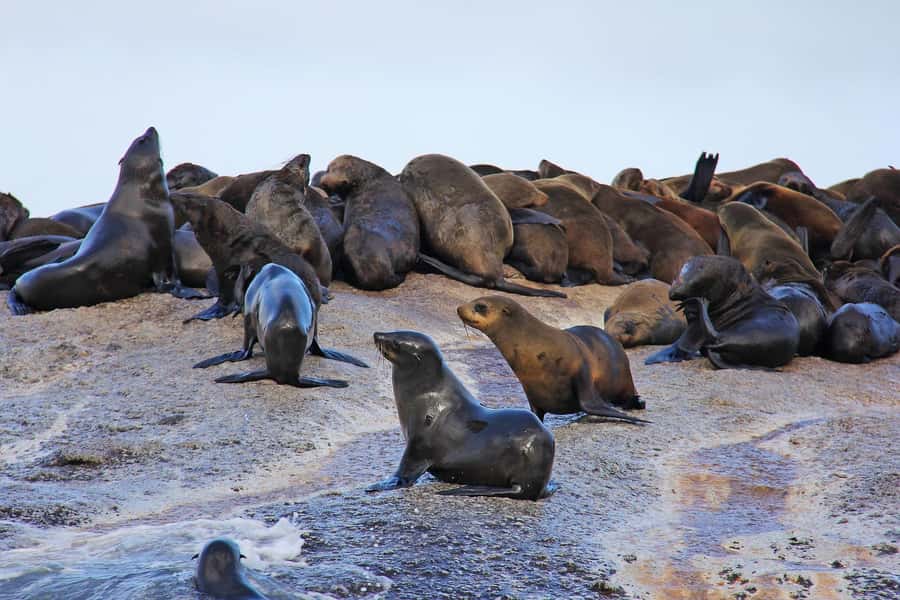 Cape of Good Hope and Penguins Private Tour with Entry Fees - Hout Bay and the Duiker Island seal cruise