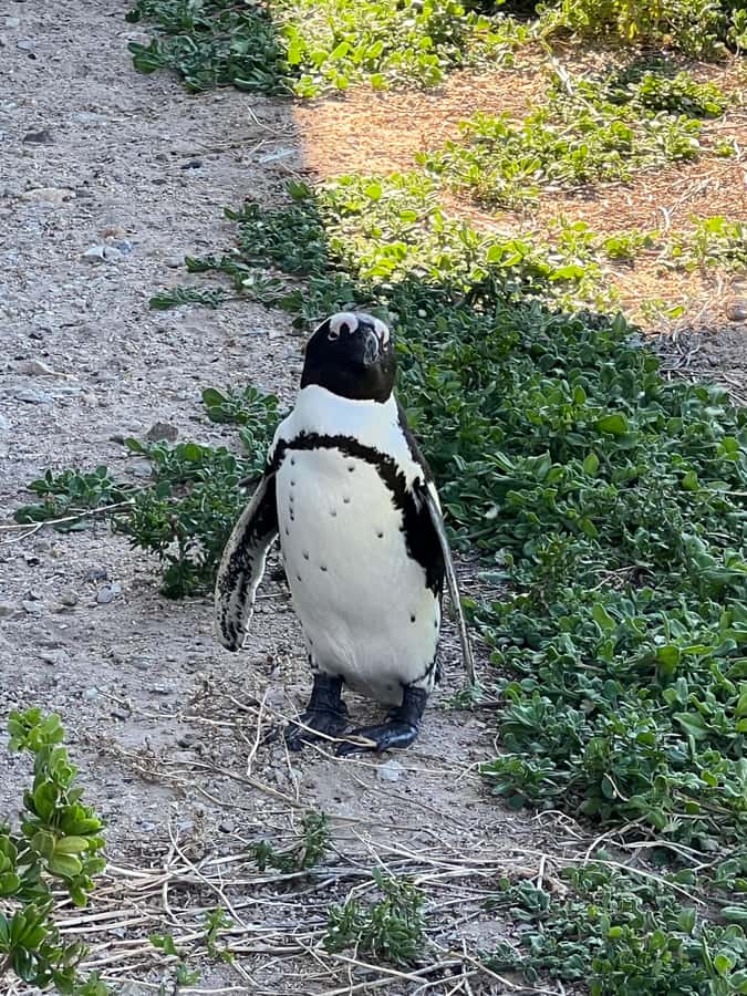 Cape of Good Hope and Penguins Private Tour with Entry Fees - Cape Point lighthouse and the two ocean currents