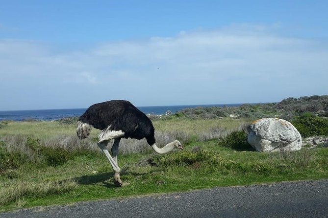 Cape of Good Hope and Penguins - Small Group - Full day - Why this tour works for a first day in Cape Town