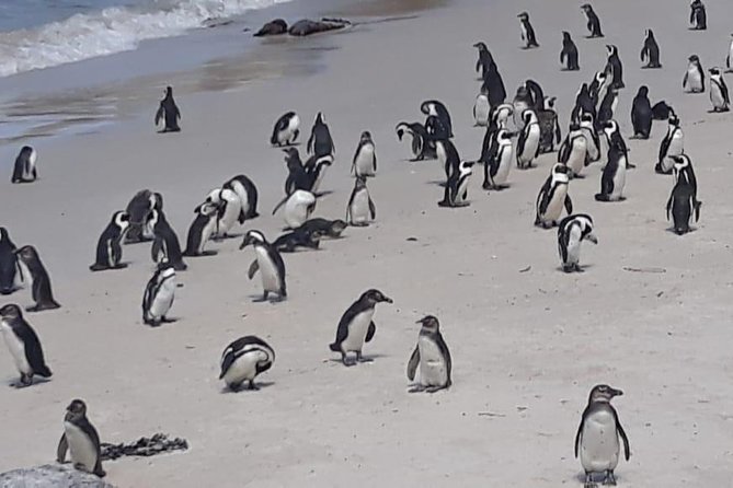 Cape of Good Hope and Penguins - Small Group - Full day - Bo-Kaap gives the morning some context