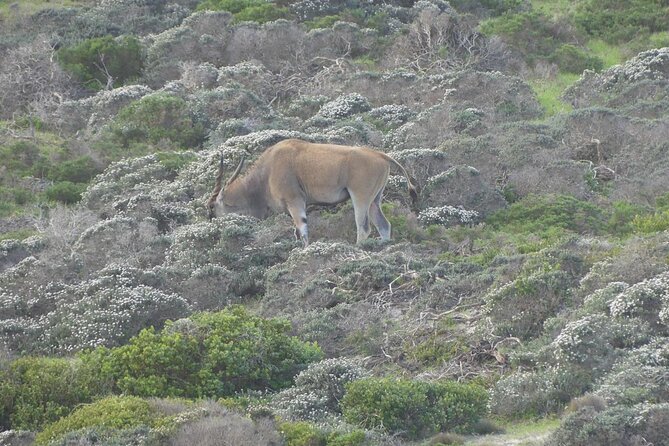 Cape of good hope and penguins small group Tours - Why this 8.5-hour route covers so much
