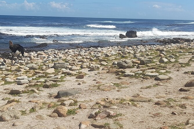 Cape of good hope and penguins small group Tours - Hout Bay adds boats, seals, and a working harbor