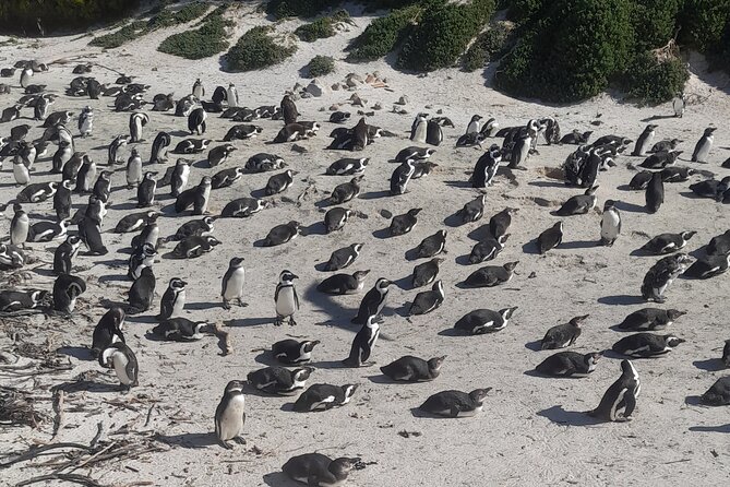 Cape of good hope and penguins small group Tours - Chapman’s Peak Drive is brief but memorable