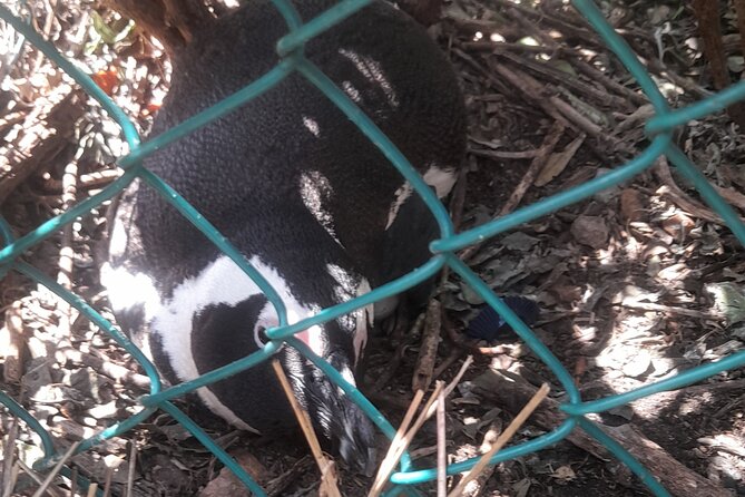Cape of good hope and penguins small group Tours - Cape Point Nature Reserve is the day’s main event