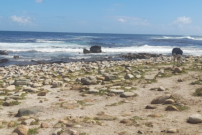 Cape of good hope and penguins small group Tours - Cape of Good Hope gives the classic photo stop