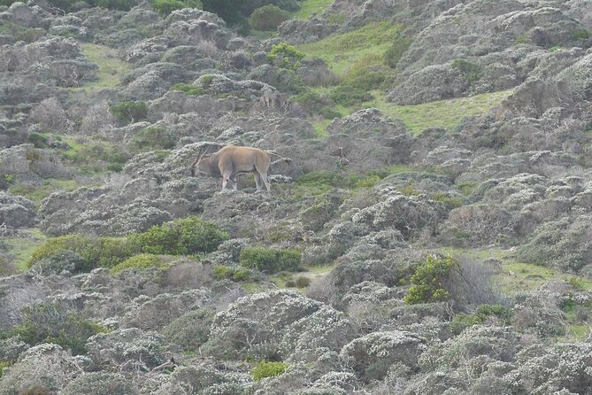 Cape of good hope and penguins small group Tours - Simon’s Town links naval history with the penguin coast