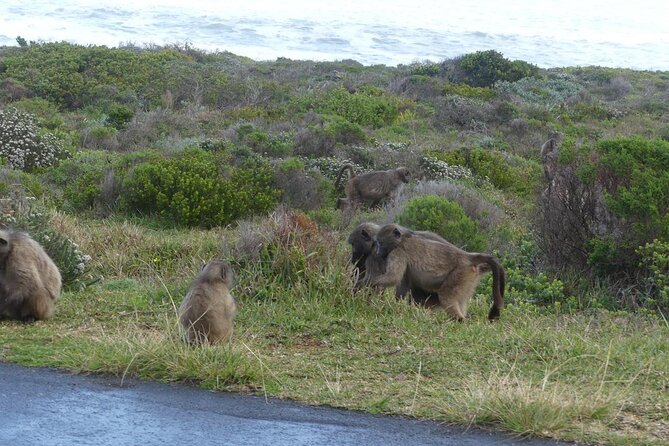 Cape of good hope and penguins small group Tours - Bantry Bay and Camps Bay bring the Atlantic views