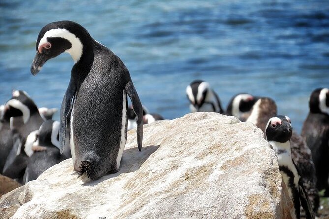 Cape Of Good Hope and Table Mountain Day Trip from Cape Town parks fees include - Chapman’s Peak Drive brings the best road views