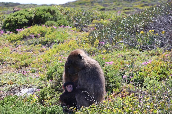 Cape Of Good Hope and Table Mountain Day Trip from Cape Town parks fees include - Two hours at Cape Point is the heart of the trip