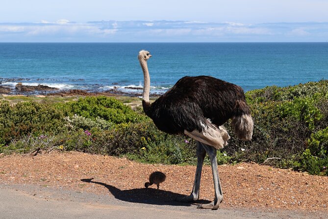 Cape Of Good Hope and Table Mountain Day Trip from Cape Town parks fees include - Boulders Beach offers a close look at African penguins