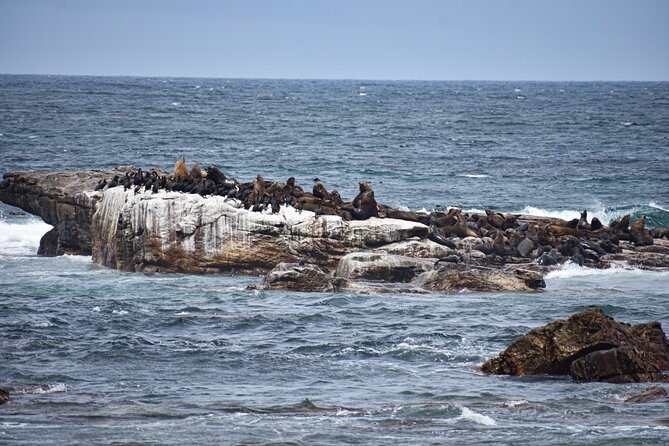 Cape of Good Hope & Boulder Penguins Full-Day Tour from Cape Town - Why this tour works for a one-day Cape Town visit