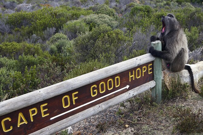 Cape of Good Hope & Boulder Penguins Full-Day Tour from Cape Town - Hout Bay and the optional seal boat