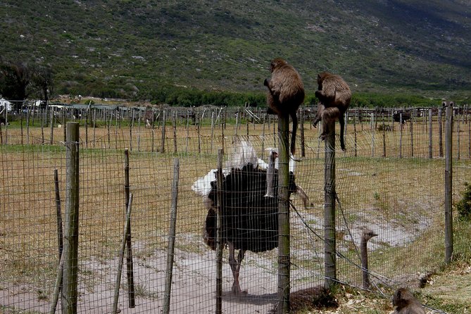 Cape of Good Hope, Cape Point & Penguins Private Afternoon Tour - Kommetjie, Scarborough, and the ostrich farm