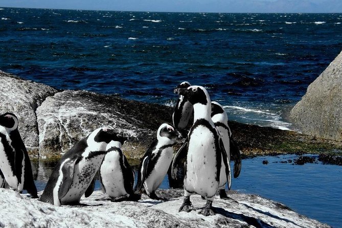 Cape of Good Hope, Cape Point & Penguins Private Afternoon Tour - The Cape of Good Hope sign and beach