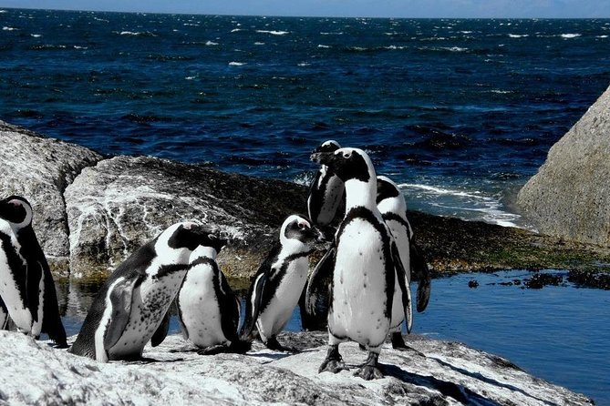 Cape of Good Hope, Cape Point & Penguins Private customizable Full Day Tour - Chapman’s Peak is the road-trip showstopper