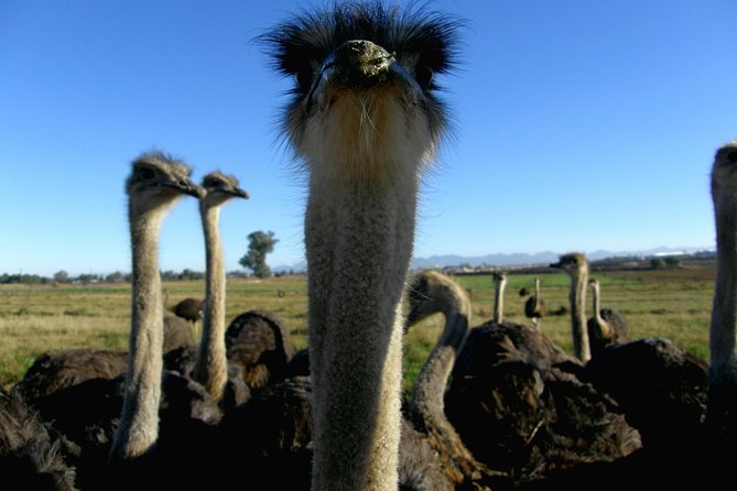 Cape of Good Hope, Cape Point & Penguins Private customizable Full Day Tour - Kommetjie and Witsand add quieter coastal scenery