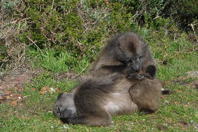 Cape of Good hope, Cape Point & Penguins, Private Morning Tour - Noordhoek, Kommetjie, and Scarborough