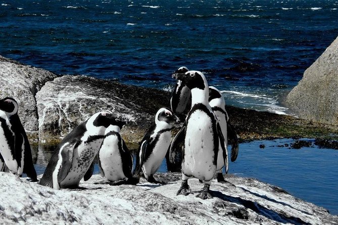 Cape of Good hope, Cape Point & Penguins, Private Morning Tour - Cape of Good Hope: famous name, brief visit
