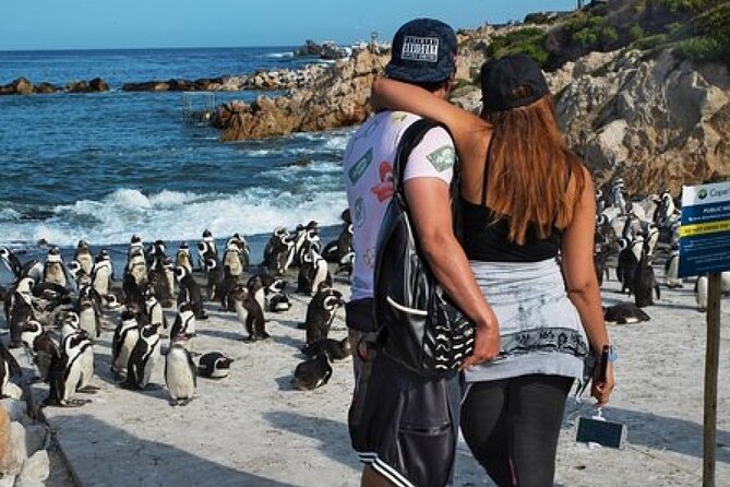 Cape of Good Hope-Cape Point - Penguins Private Tour Cape Town - Meeting African penguins at Boulders Beach