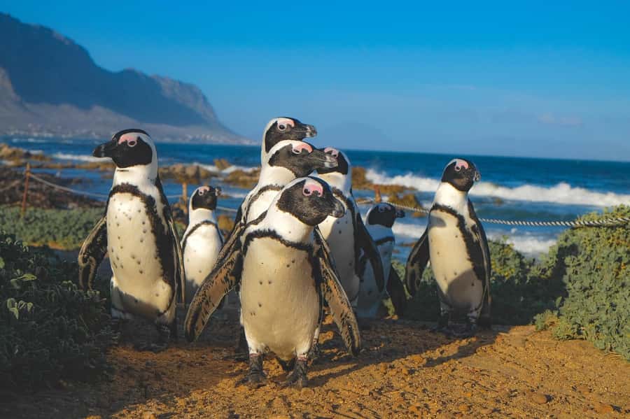 Cape of Good Hope, Chapman's Peak Drive, Penguins , Seals - Simon’s Town and Muizenberg complete the loop