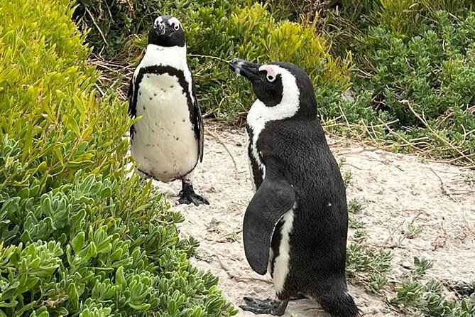 Cape of Good Hope, Penguins and Sightseeing tour - Camps Bay and the Twelve Apostles View