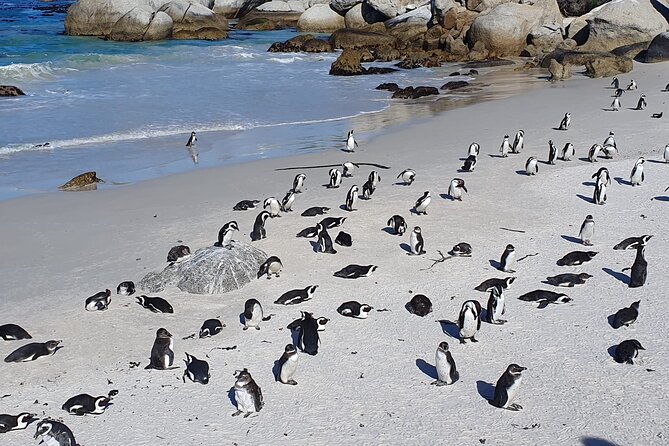 Cape of Good Hope & Penguins from Cape Town Full-Day Private Tour - Cape Point Nature Reserve and the old lighthouse