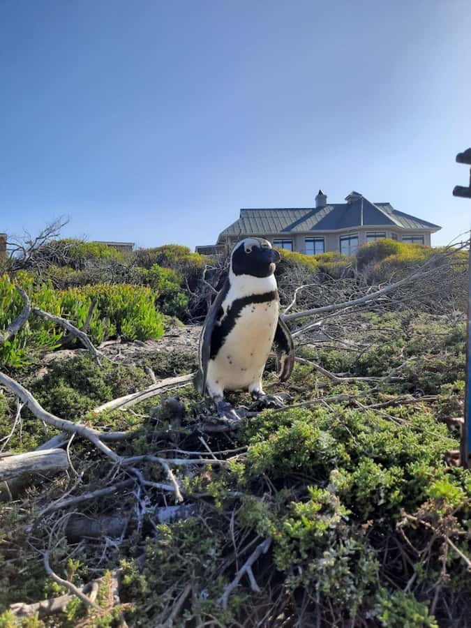Cape of Good Hope & Penguins Private Tour - Camps Bay and Hout Bay add two different kinds of scenery