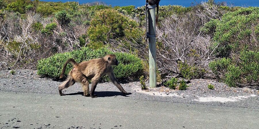 Cape of Good Hope & Penguins Private Tour - Noordhoek Farm Village offers a useful pause