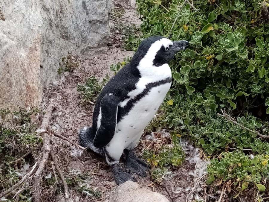 Cape of Good Hope & Penguins Private Tour - Cape of Good Hope deserves most of your attention