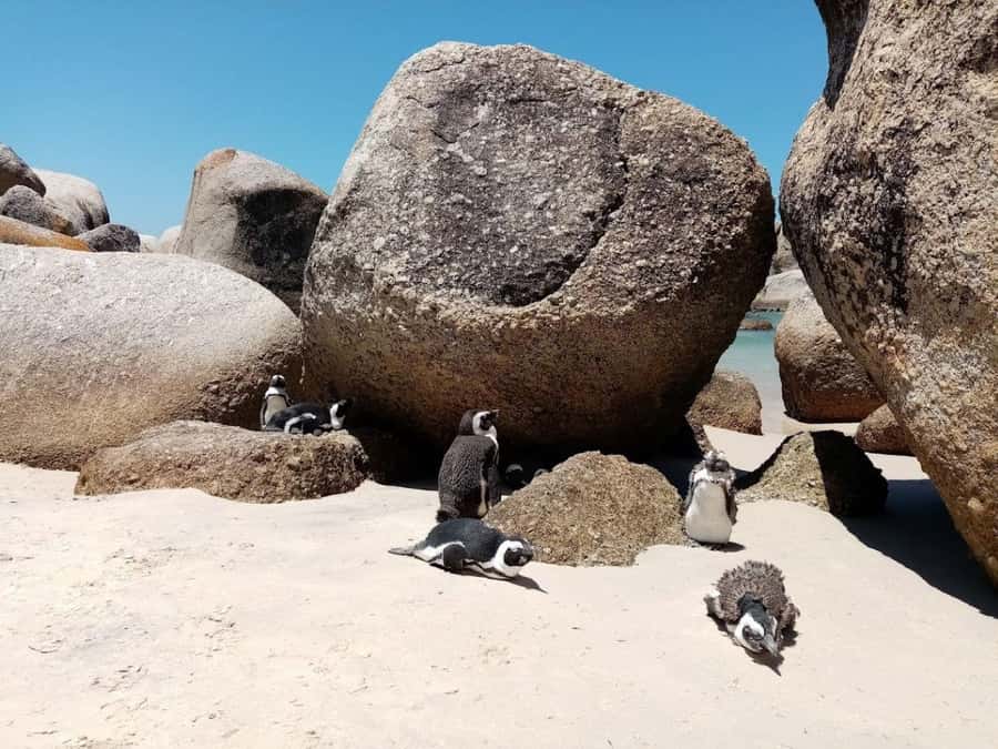 Cape of Good Hope & Penguins Private Tour - Cape Point brings the high viewpoint