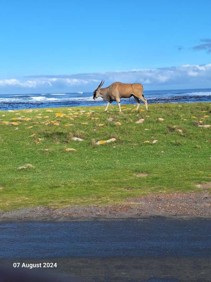Cape of Good Hope & Penguins Private Tour - Boulders Beach brings you close to African penguins
