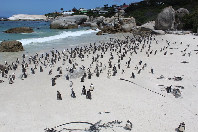 Cape Of Good Hope, Penguins Private Tour from Cape Town full day - Why a Private Cape Peninsula Tour Makes Sense