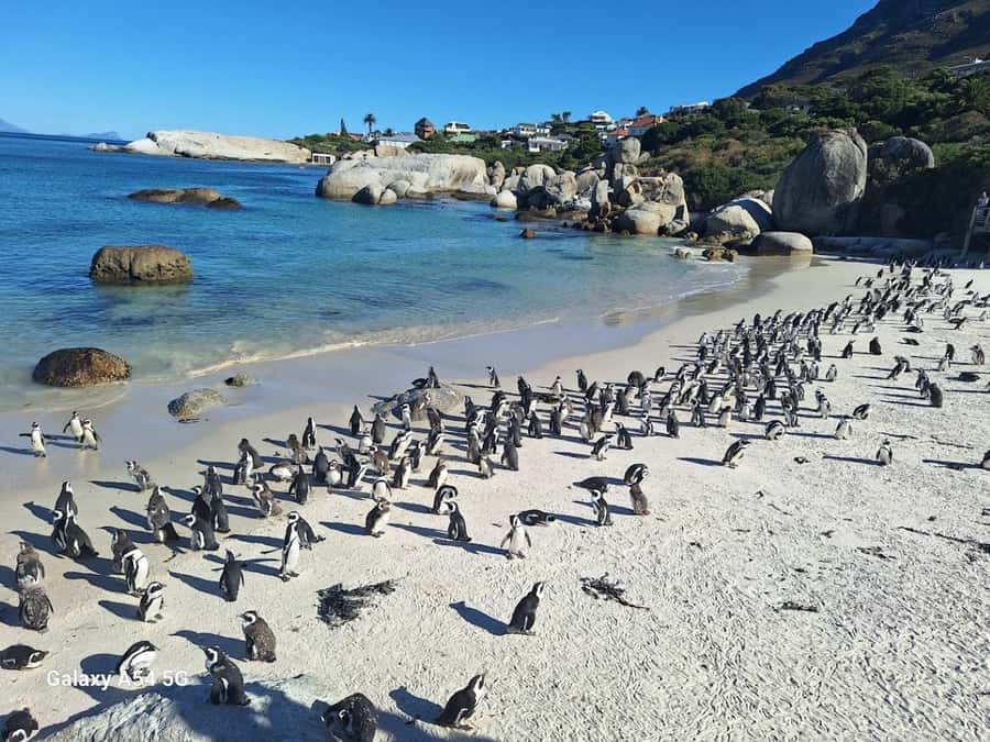 Cape of Good Hope & Penguins Private Tour - Chapmans Peak Drive and the value of the first views