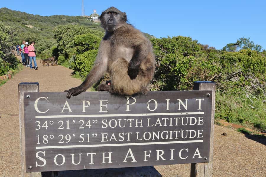 Cape of Good Hope Penguins Seals & Chapmans Peak Shared Tour - Maidens Cove and the Atlantic Seaboard