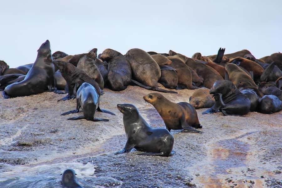 Cape of Good Hope Penguins Seals & Chapmans Peak Shared Tour - Noordhoek and a coffee pause