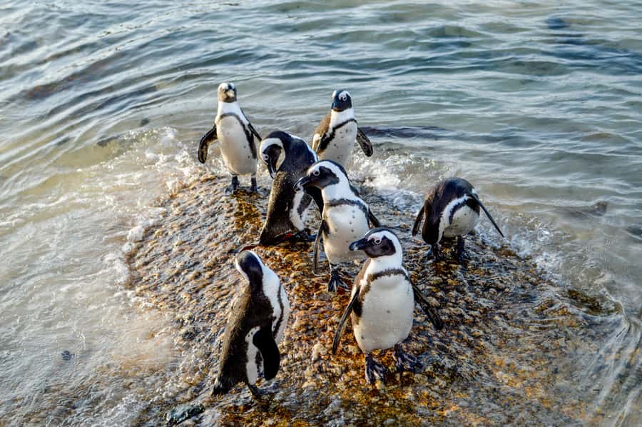 Cape of Good Hope: Sightseeing and African Penguins Tour - What the $44 price really covers