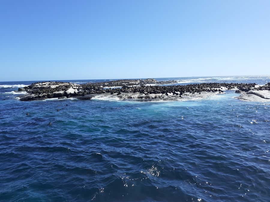 Cape of Good Hope: Sightseeing and African Penguins Tour - Hout Bay, Seal Island, and the optional boat ride