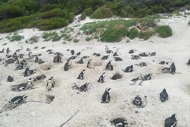 Cape of Goodhope Tour a Full Day Exploring the Cape Peninsula - Why this route works for a first day around Cape Town