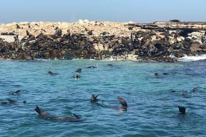 Cape of Goodhope Tour a Full Day Exploring the Cape Peninsula - Boulders Beach: two hours with the penguins