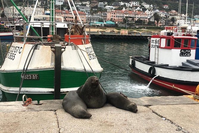 Cape Peninsula Adventure - Muizenberg closes the day with color and surf culture
