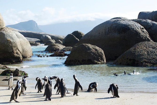 Cape Peninsula and Boulders Full Day Tour with Private Transfer - Muizenberg Provides a Relaxed Return Route