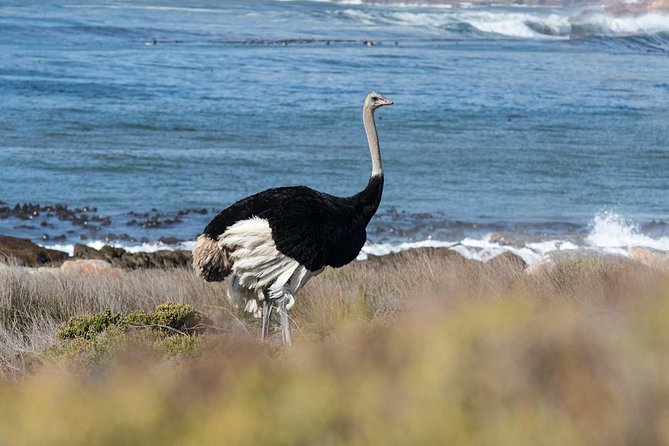 Cape Peninsula and Boulders Full Day Tour with Private Transfer - Duiker Island and the Cape Fur Seals