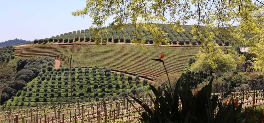 Cape Peninsula and Winelands Private Full-Day Combo Tour - Groot Constantia connects wine with Cape Town’s past