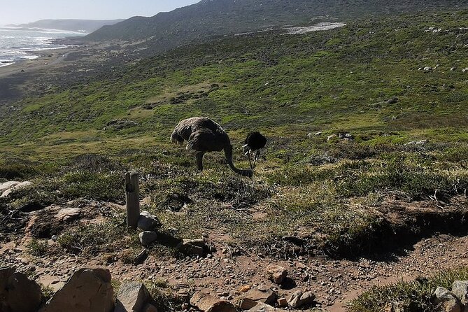 Cape Peninsula Cape of Good Hope and Penguins Tour in Cape Town - Why this Cape Peninsula day works for first-time visitors